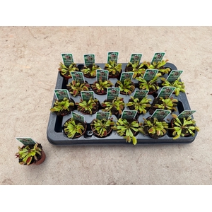 DIONAEA MUSCIPULA
