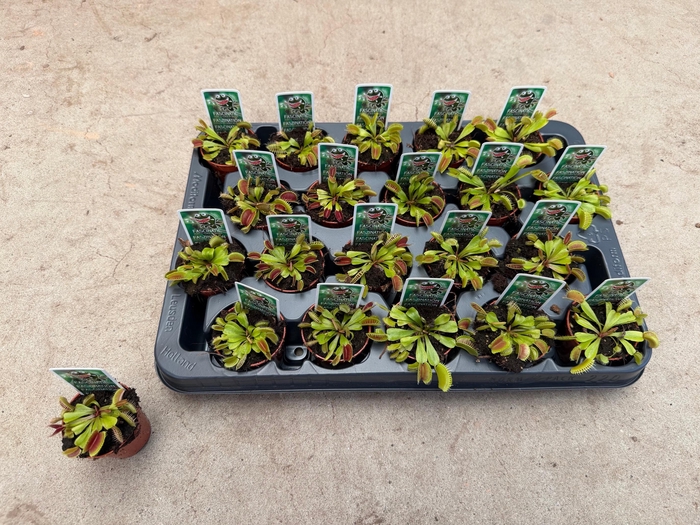 <h4>DIONAEA MUSCIPULA</h4>