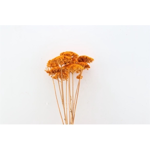 Dried Achillea Orange Bunch