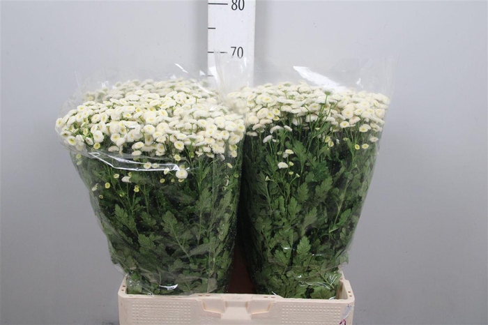 <h4>Tana Pa Rio</h4>