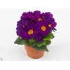 Primula Acaulis P10.5 - Purple