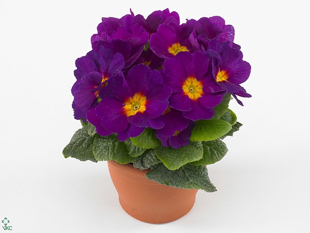 Primula Acaulis P10.5 - Purple