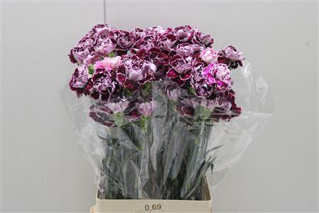 <h4>Di St Minerva</h4>