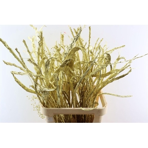 Salix Sekka Bandwilg Kbh Gold