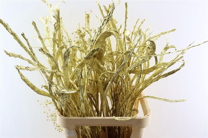 <h4>Salix Sekka Bandwilg Kbh Gold</h4>