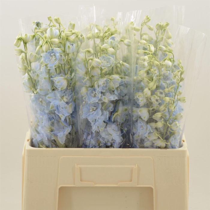 <h4>Delphinium Boy</h4>