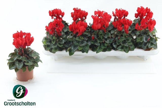 <h4>CYCL MIDORI RED</h4>