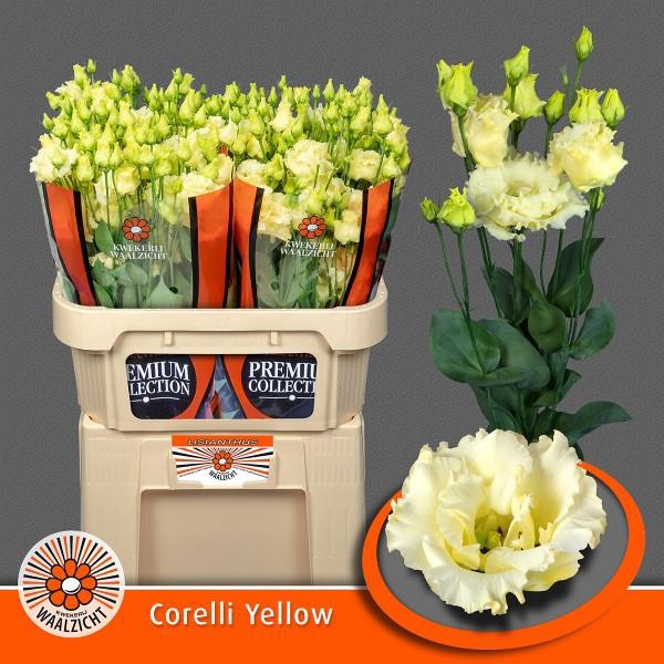 <h4>Eust.Rosita Yellow (D) Kwekerij</h4>