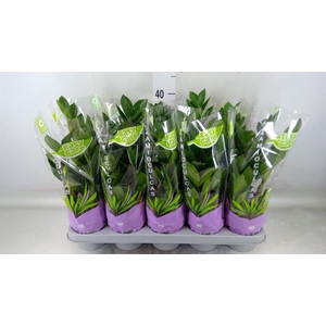 Zamioculcas zamiifolia