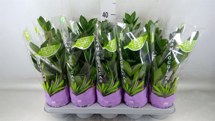 <h4>Zamioculcas zamiifolia</h4>