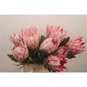 Protea Cynaroides X10