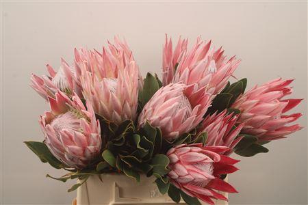 <h4>Protea Cynaroides X10</h4>