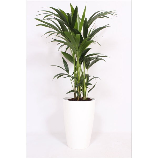 <h4>Howea Forsteriana in Santorini pot "wit"</h4>