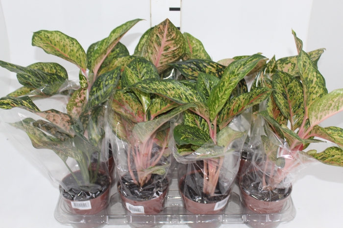 <h4>AGLAONEMA VARIADA P12</h4>