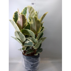 Ficus elastica 'Tineke'