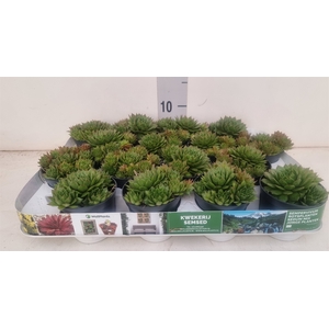 Sempervivum   ...