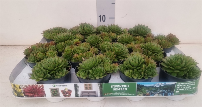 <h4>Sempervivum   ...</h4>