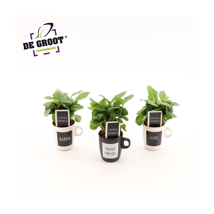 <h4>Coffea in koffiemok "Quotes"</h4>