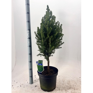 PICEA GL DECEMBER