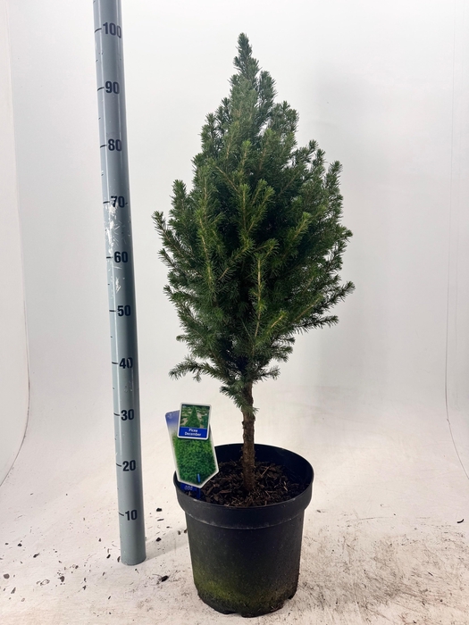 <h4>PICEA GL DECEMBER</h4>