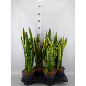 Sansevieria trifa. 'Laurentii'