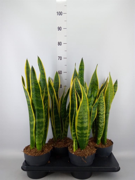 <h4>Sansevieria trifa. 'Laurentii'</h4>