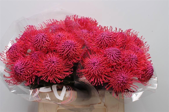 <h4>LEUCO NAOMI KLB H%</h4>