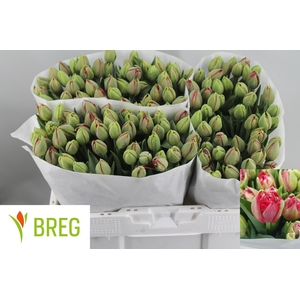 Tulipa do reminder