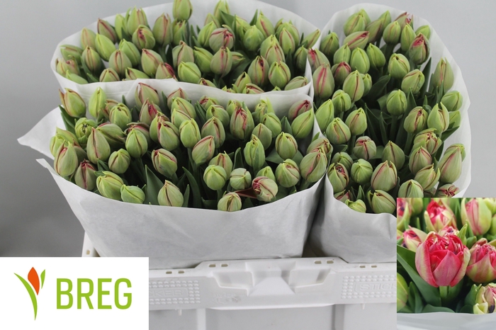 <h4>Tulipa do reminder</h4>