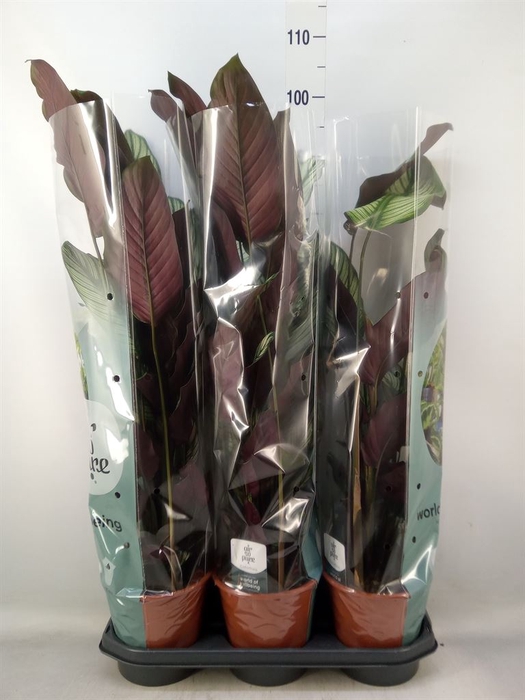 <h4>Calathea majestica 'Whitestar'</h4>