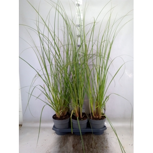 Cortaderia sell. 'Pumila'