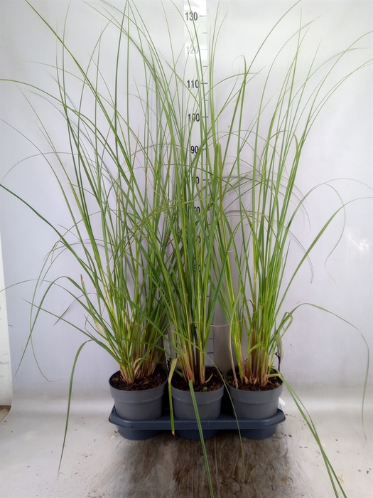 <h4>Cortaderia sell. 'Pumila'</h4>