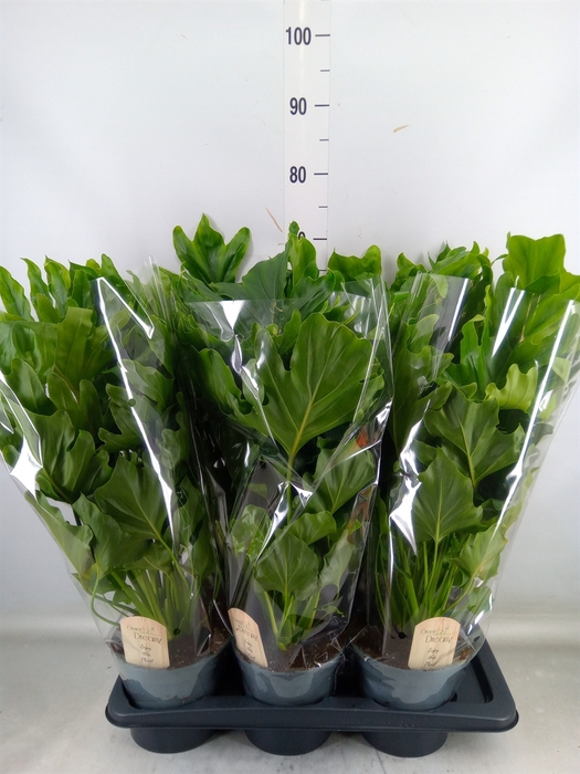 <h4>Philodendron bipinn. 'Little Hope'</h4>