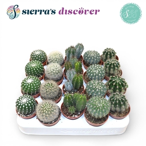 Discover® - Granada Cactus Mix (Prime)