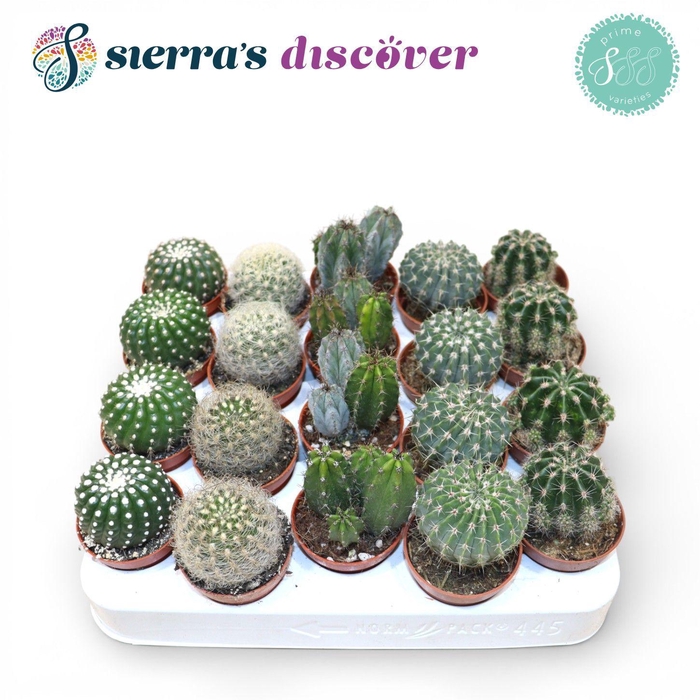 <h4>Discover® - Granada Cactus Mix (Prime)</h4>