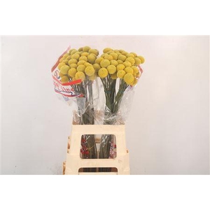 Craspedia Paintball Pop