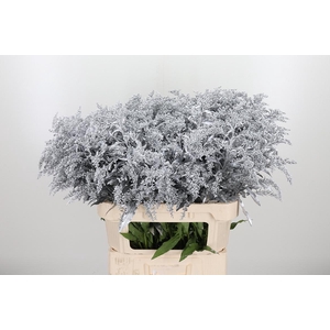 Solidago Kl Bh Zilver