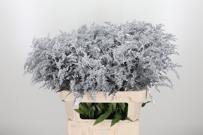 <h4>Solidago Kl Bh Zilver</h4>