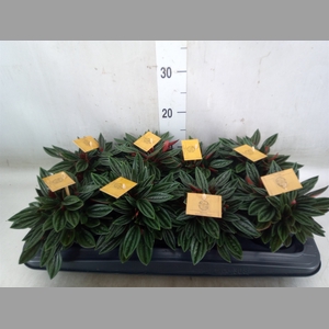 Peperomia caperata 'Rosso'