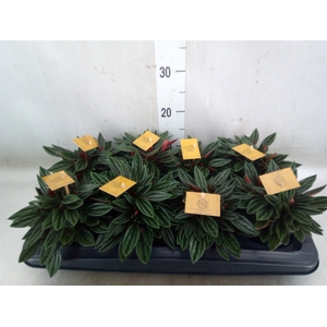 Peperomia caperata 'Rosso'