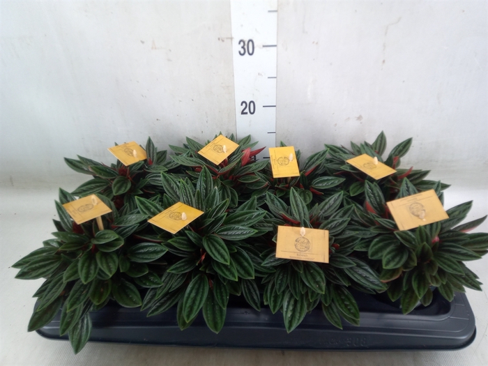 <h4>Peperomia caperata 'Rosso'</h4>