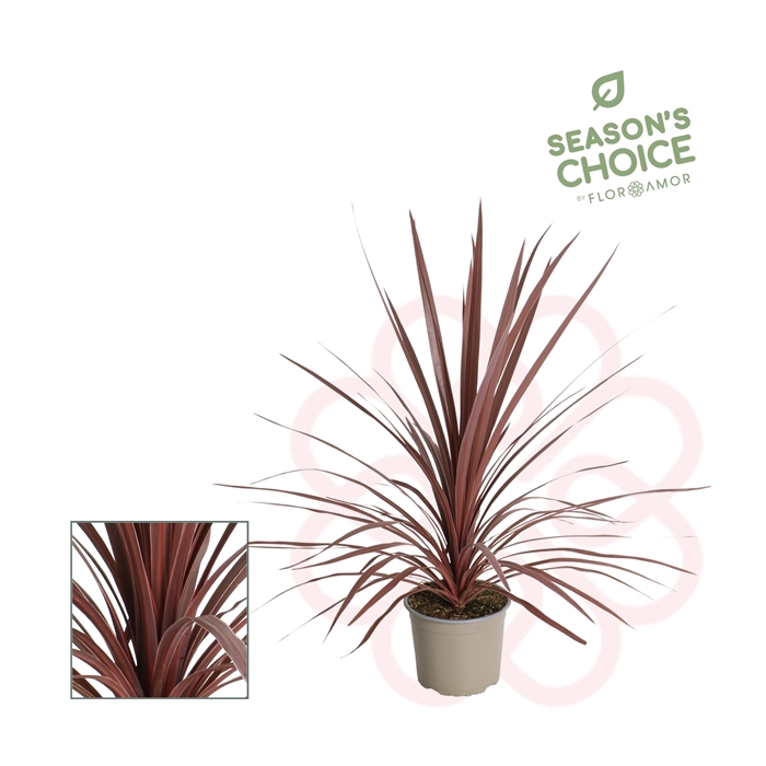 <h4>Cordyline aus. Red Star</h4>