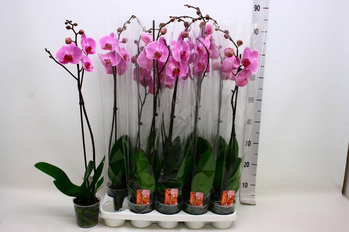 <h4>PHAL OV PAARS</h4>