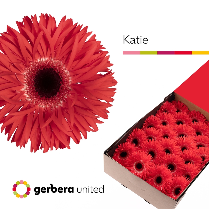 <h4>Gerbera Spider Katie Doos</h4>