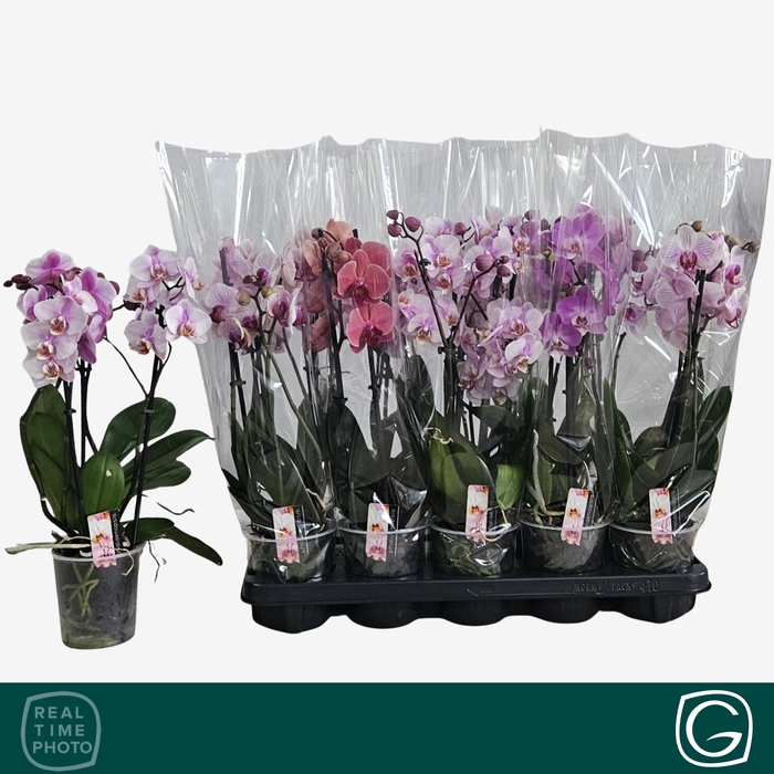 <h4>PHAL GEM 4 KL</h4>