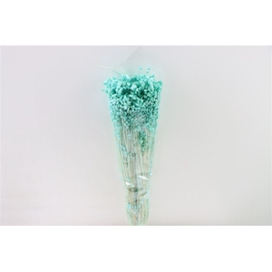 Dried Briza Maxima Aqua Blue Bunch