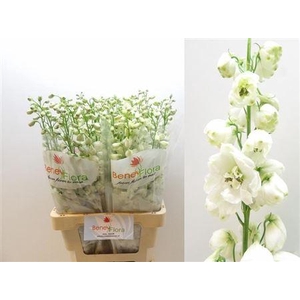 Delph Du Guard White