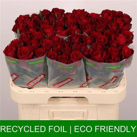 <h4>R Gr Ever Red</h4>