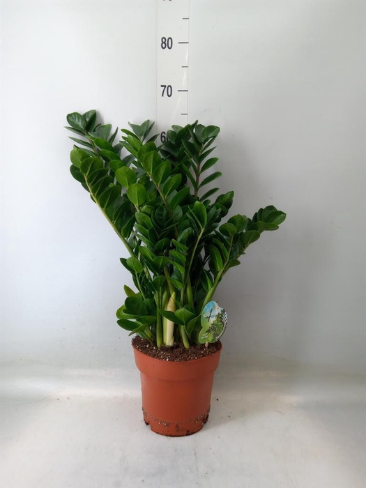 <h4>Zamioculcas zamiifolia 'Midori'</h4>