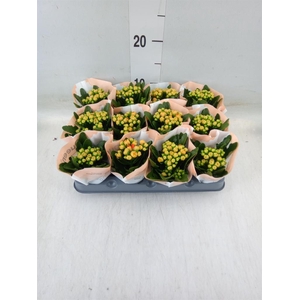 Kalanchoe  'MoreFlow Geneva'